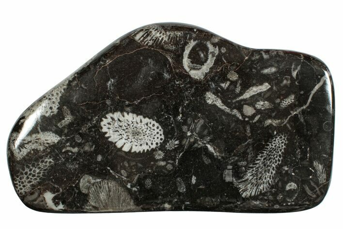 Polished Devonian Fossil Coral and Bryozoan Plate - Morocco #256576